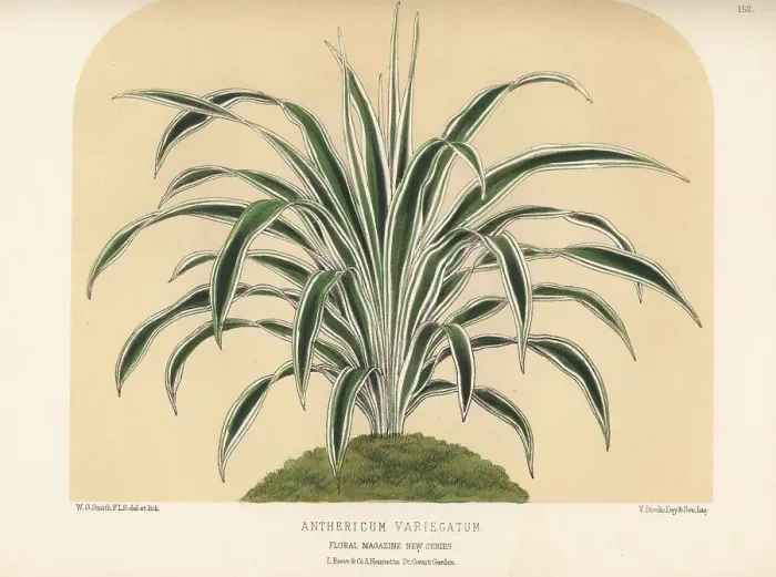 Framed Print : Spider plant, Chlorophytum species Framed Print : Spider plant, Chlorophytum species