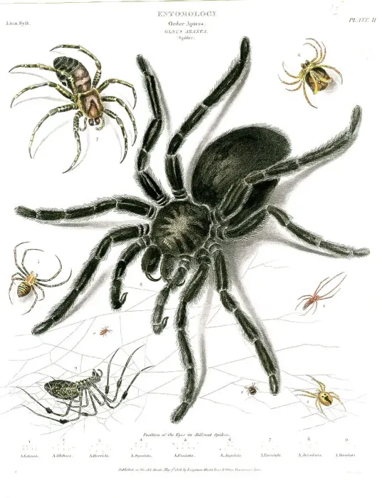 Framed Print : Spiders Framed Print : Spiders