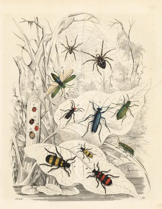 Framed Print : Spiders, blister beetles and ladybirds Framed Print : Spiders, blister beetles and ladybirds