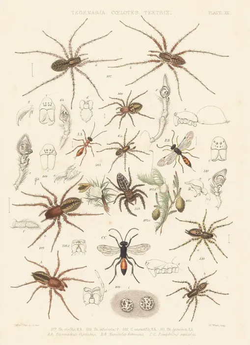 Framed Print : Spiders and parasite ichneumons or spider wasps Framed Print : Spiders and parasite ichneumons or spider wasps