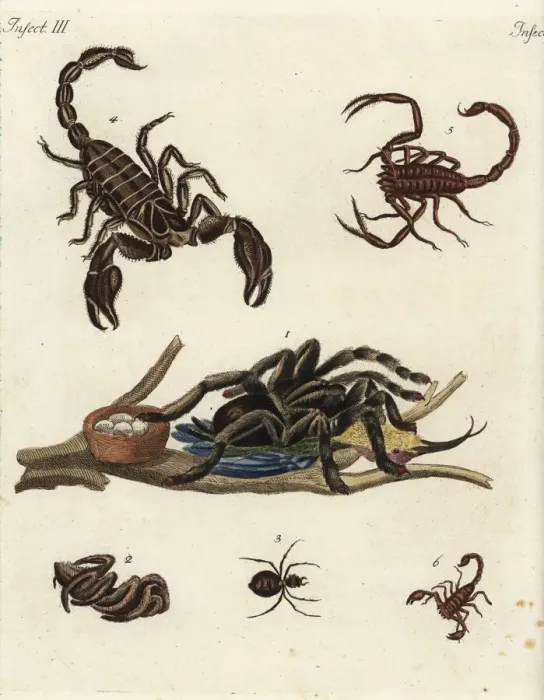 Framed Print : Spiders and scorpions Framed Print : Spiders and scorpions