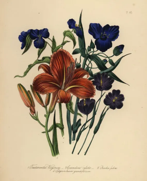 Framed Print : Spiderwort, commelin, day lily and sisyrinchium species Framed Print : Spiderwort, commelin, day lily and sisyrinchium species