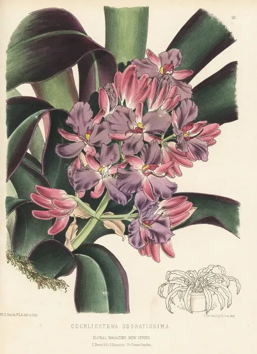 Framed Print : Spiderwort or dayflower, Cochliostema odoratissima Framed Print : Spiderwort or dayflower, Cochliostema odoratissima