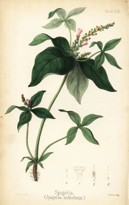 Framed Print : Spigelia or pinkroot, Spigelia anthelmia Framed Print : Spigelia or pinkroot, Spigelia anthelmia