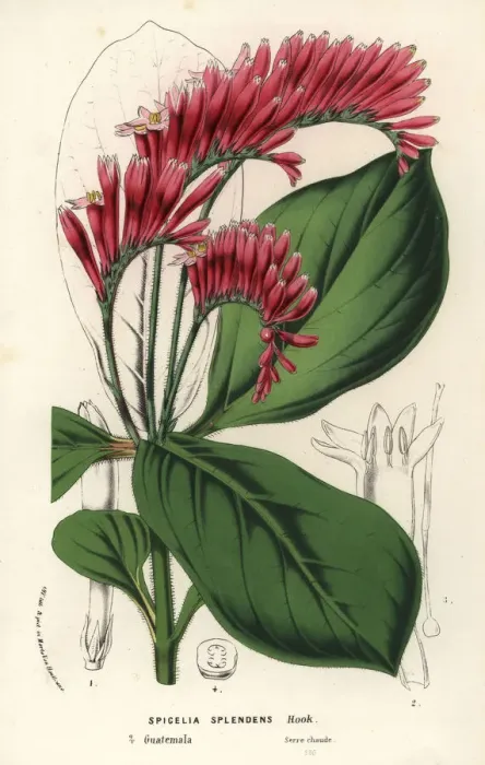 Framed Print : Spigelia splendens Framed Print : Spigelia splendens