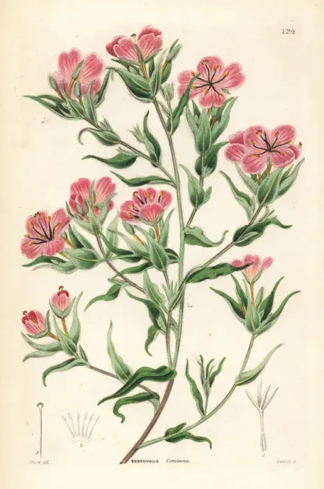 Framed Print : Spike primrose, Boisduvalia subulata Framed Print : Spike primrose, Boisduvalia subulata