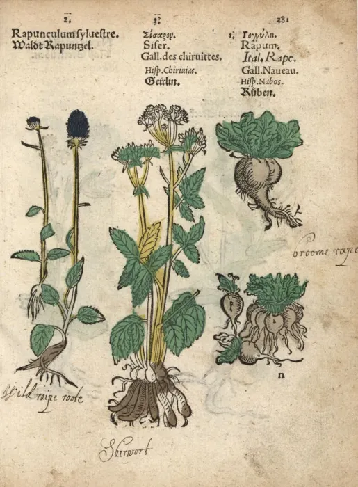 Framed Print : Spiked rampion, Phyteuma spicatum, skirret Framed Print : Spiked rampion, Phyteuma spicatum, skirret