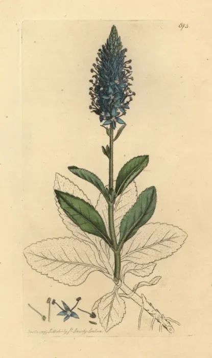 Framed Print : Spiked speedwell, Veronica spicata Framed Print : Spiked speedwell, Veronica spicata