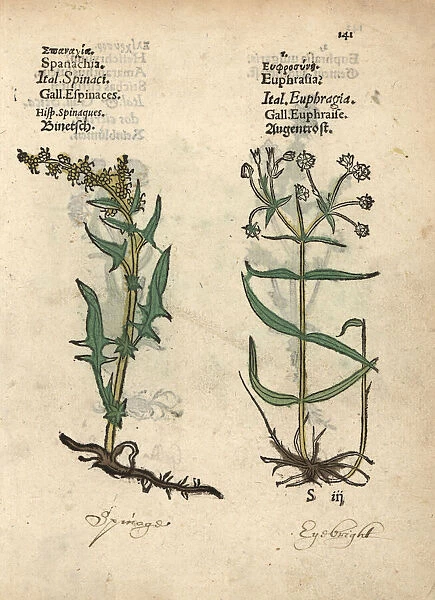 Spinach, Spinachia oleracea, and eyebright