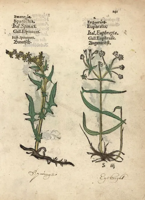 Framed Print : Spinach, Spinachia oleracea, and eyebright