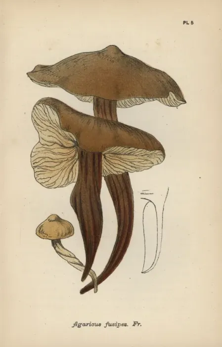 Framed Print : Spindle stem, Agaricus fusipes Framed Print : Spindle stem, Agaricus fusipes