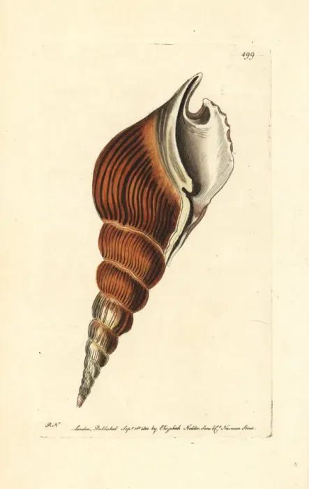 Framed Print : Spindle tibia shell, Tibia fusus Framed Print : Spindle tibia shell, Tibia fusus