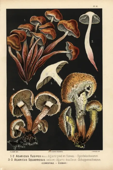 Framed Print : Spindleshank fungus, Gymopus fusipes, and Shaggy Framed Print : Spindleshank fungus, Gymopus fusipes, and Shaggy