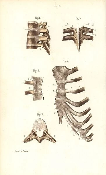 Spine, ribs and sternum