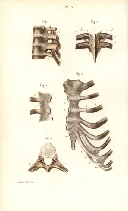 Framed Print : Spine, ribs and sternum Framed Print : Spine, ribs and sternum