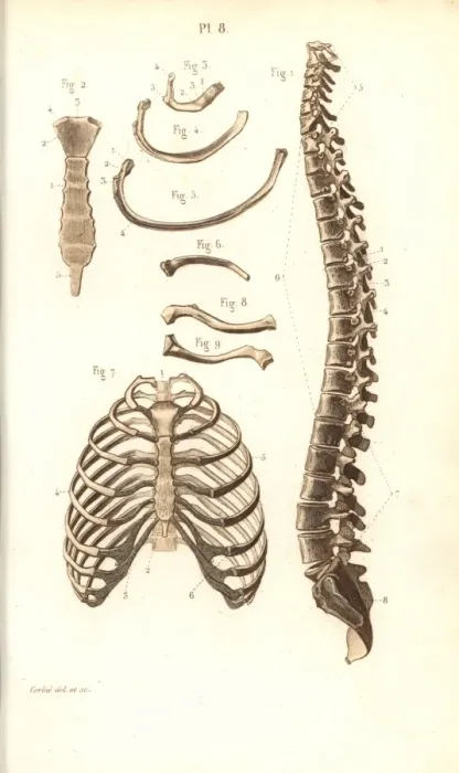 Framed Print : Spine, ribs, vertebrae and sternum Framed Print : Spine, ribs, vertebrae and sternum