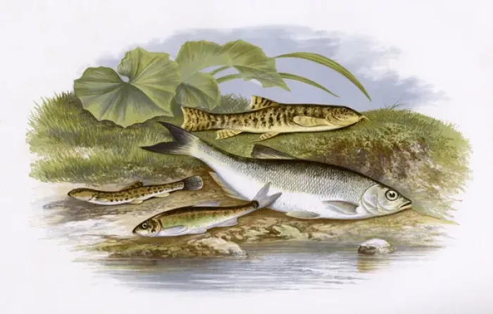 Framed Print : Spined Loach, Minnow, Loach and Common Bleak Framed Print : Spined Loach, Minnow, Loach and Common Bleak