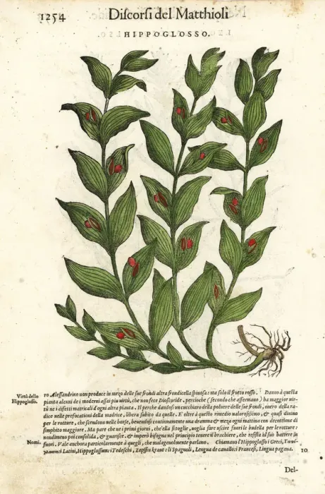 Framed Print : Spineless butchers broom, Ruscus hypoglossum Framed Print : Spineless butchers broom, Ruscus hypoglossum