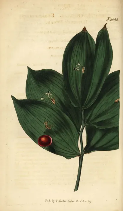 Framed Print : Spineless butchers broom, Ruscus hypophyllum Framed Print : Spineless butchers broom, Ruscus hypophyllum
