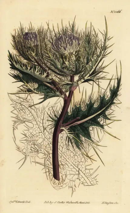 Framed Print : Spiniest thistle, Cirsium spinosissimum Framed Print : Spiniest thistle, Cirsium spinosissimum
