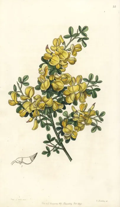 Framed Print : Spiny broom, Calicotome spinosa Framed Print : Spiny broom, Calicotome spinosa