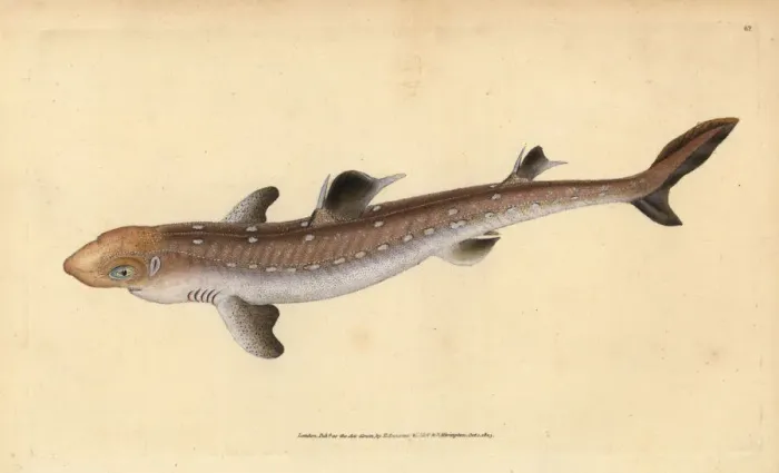 Framed Print : Spiny dogfish, Squalus acanthias. Vulnerable Framed Print : Spiny dogfish, Squalus acanthias. Vulnerable
