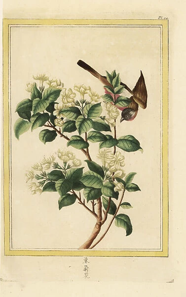Spiny jasmine, Lycium europaeum