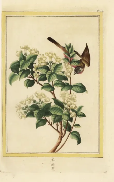 Framed Print : Spiny jasmine, Lycium europaeum Framed Print : Spiny jasmine, Lycium europaeum