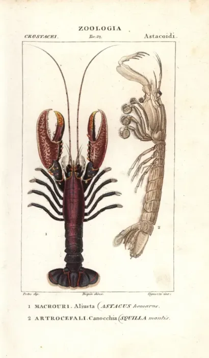 Framed Print : Spiny lobster, Panulirus homarus, and mantis Framed Print : Spiny lobster, Panulirus homarus, and mantis