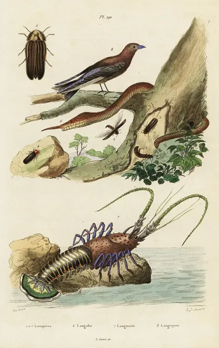 Framed Print : Spiny lobster, woodswallow, firefly and leaf-nosed snake Framed Print : Spiny lobster, woodswallow, firefly and leaf-nosed snake