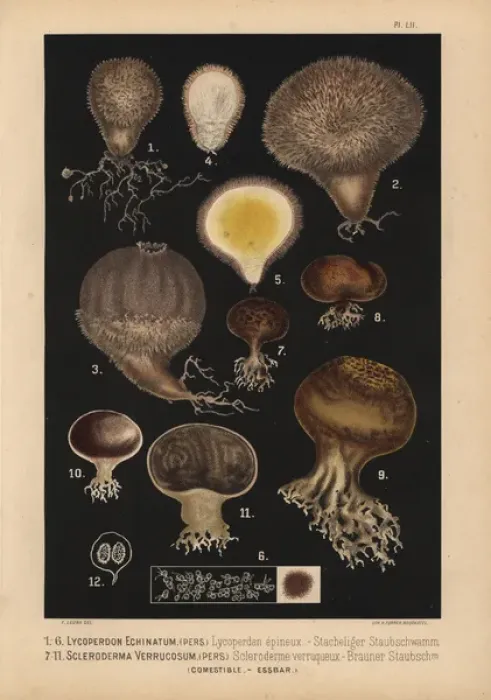 Framed Print : Spiny puffball, Lycoperdon echinatum, and earthball Framed Print : Spiny puffball, Lycoperdon echinatum, and earthball