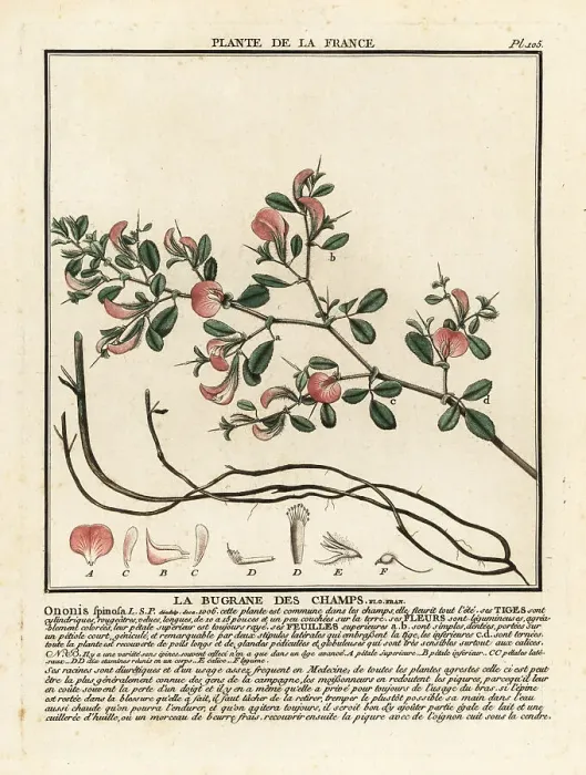 Framed Print : Spiny restharrow, La bugrane des champs, Ononis spinosa