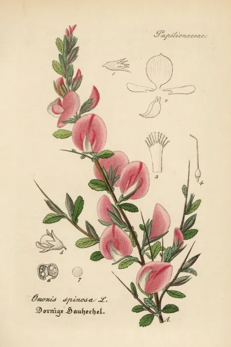 Framed Print : Spiny restharrow, Ononis spinosa Framed Print : Spiny restharrow, Ononis spinosa