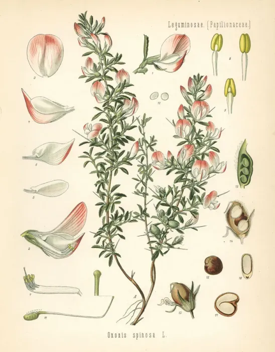 Framed Print : Spiny restharrow, Ononis spinosa Framed Print : Spiny restharrow, Ononis spinosa