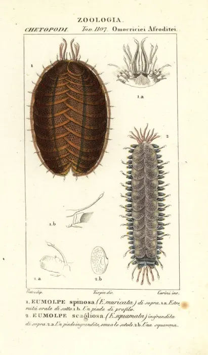 Framed Print : Spiny scale worm and scaleworm Framed Print : Spiny scale worm and scaleworm