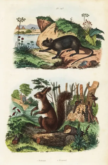 Framed Print : Spiny tree-rat, Echimys chrysurus 1, and Eurasian Framed Print : Spiny tree-rat, Echimys chrysurus 1, and Eurasian