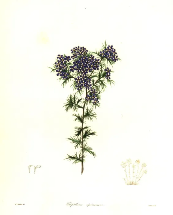 Framed Print : Spiny triptilion, Triptilion spinosum Framed Print : Spiny triptilion, Triptilion spinosum