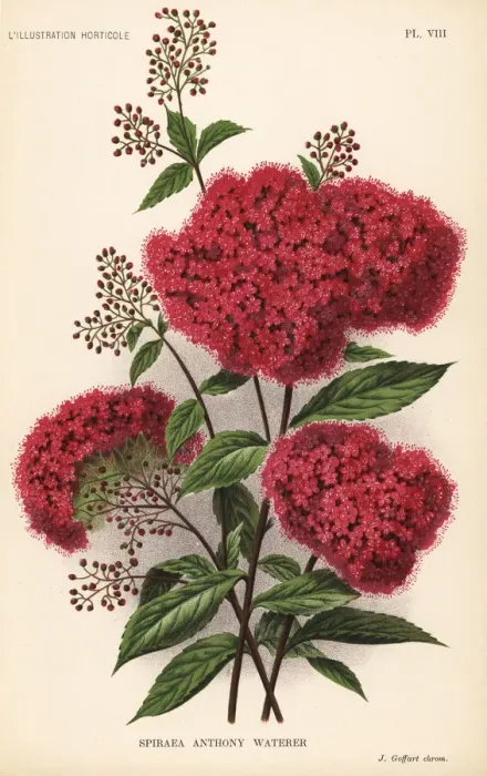Framed Print : Spiraea japonica cultivar, Anthony Waterer Framed Print : Spiraea japonica cultivar, Anthony Waterer
