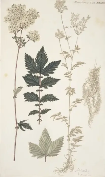 Framed Print : Spiraea sp Framed Print : Spiraea sp