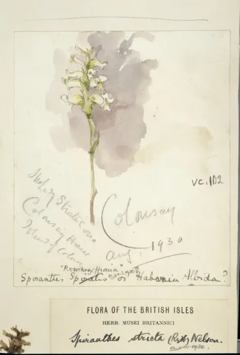 Framed Print : Spiranthes romanzoffiana, Irish Lady s-tresses orchid Framed Print : Spiranthes romanzoffiana, Irish Lady s-tresses orchid