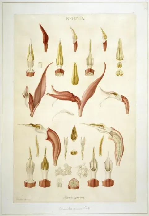 Framed Print : Spiranthus speciosa, orchid Framed Print : Spiranthus speciosa, orchid
