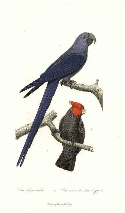 Framed Print : Spixs macaw (critically endangered) and gang-gang cockatoo Framed Print : Spixs macaw (critically endangered) and gang-gang cockatoo