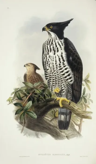 Framed Print : Spizaetus alboniger, Blyths hawk-eagle Framed Print : Spizaetus alboniger, Blyths hawk-eagle