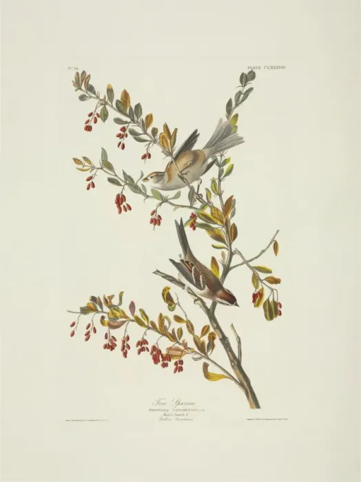 Framed Print : Spizella arborea, American tree sparrow Framed Print : Spizella arborea, American tree sparrow