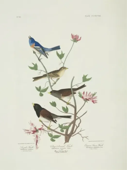 Framed Print : Spizella pallida, Junco hyemalis, Passerina amoena Framed Print : Spizella pallida, Junco hyemalis, Passerina amoena