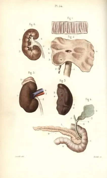 Framed Print : Spleen, kidneys, cecum, bile and pancreas ducts Framed Print : Spleen, kidneys, cecum, bile and pancreas ducts