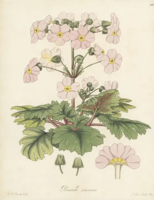 Framed Print : Splendid Chinese primrose, Primula sinensis Framed Print : Splendid Chinese primrose, Primula sinensis
