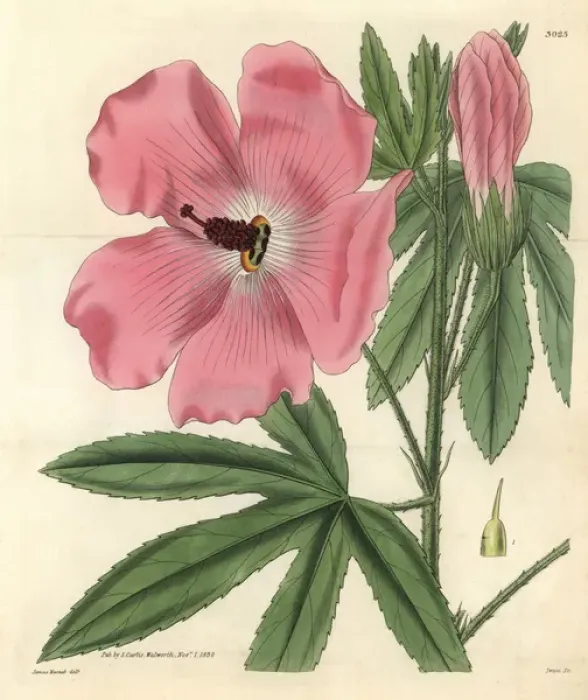 Framed Print : Splendid hibiscus, Hibiscus splendens Framed Print : Splendid hibiscus, Hibiscus splendens