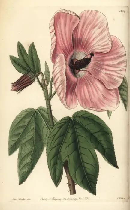 Framed Print : Splendid hibiscus, Hibiscus splendens Framed Print : Splendid hibiscus, Hibiscus splendens