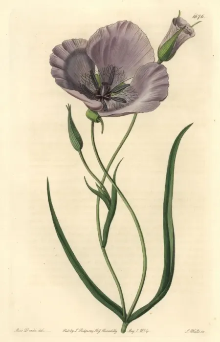 Framed Print : Splendid mariposa lily, Calochortus splendens Framed Print : Splendid mariposa lily, Calochortus splendens